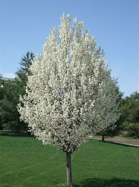 white flowering pear tree